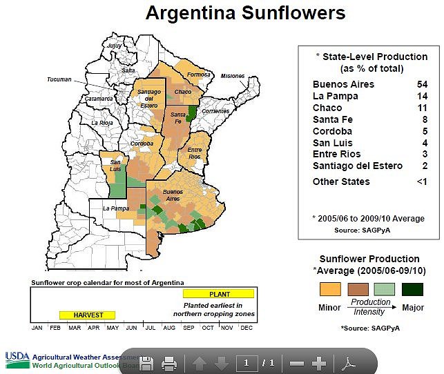 Argentina_Sunflowers